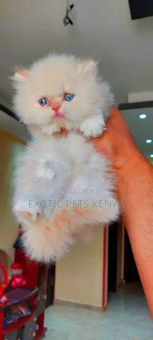1-3 months Male Purebred Persian