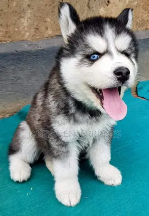 1-3 months Male Purebred Siberian Husky