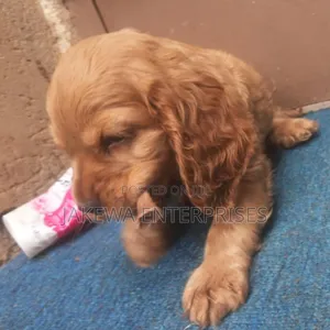 1-3 months Female Purebred Golden Retriever
