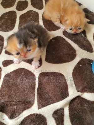 0-1 month Male Purebred Persian