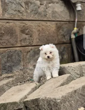 1-3 months Male Purebred Maltese