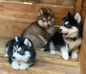 1-3 months Male Purebred Siberian Husky