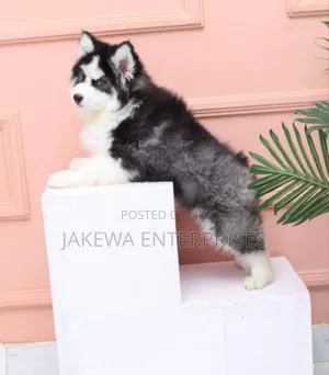 1-3 months Female Purebred Siberian Husky