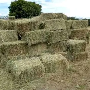 Boma Rhodes Hay 13-15 Kgs(Moq 10) for Livestock