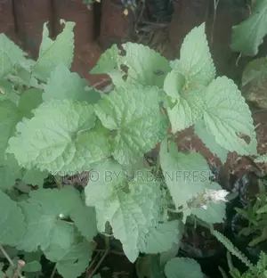 Hyssop Herb Seedling.