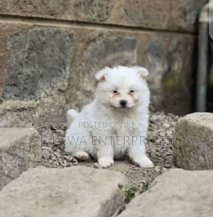 1-3 months Female Purebred Maltese