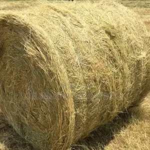 Pakchong Chopped Baled 10 Tonnes (22p/Kg)