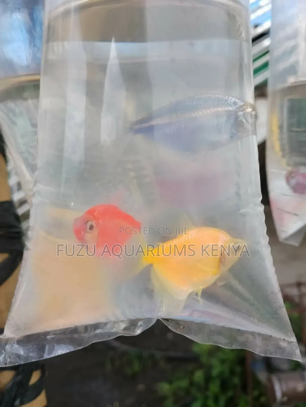 Glo Tetras Different Colours