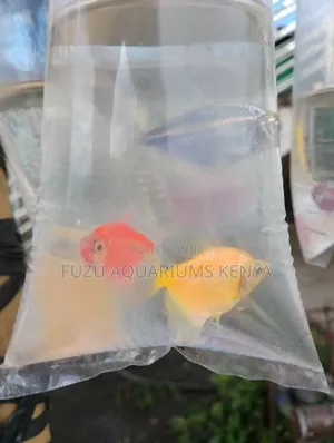 Glo Tetras Different Colours