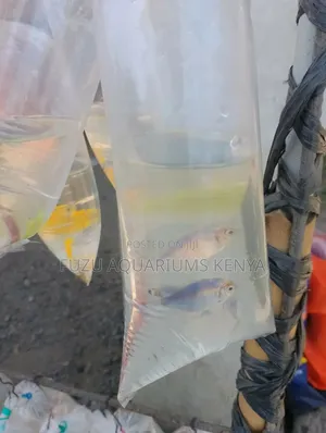 Luminous Blue Tetras