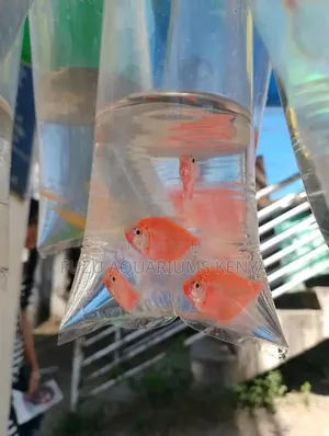 Pink Glo Tetra Fish