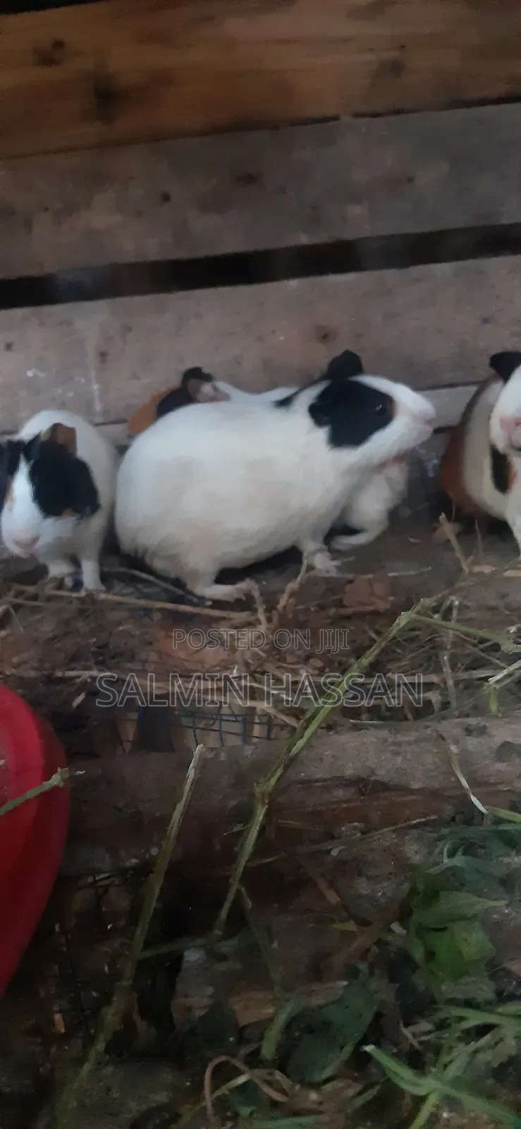 Hamsters Pure Breed Pair