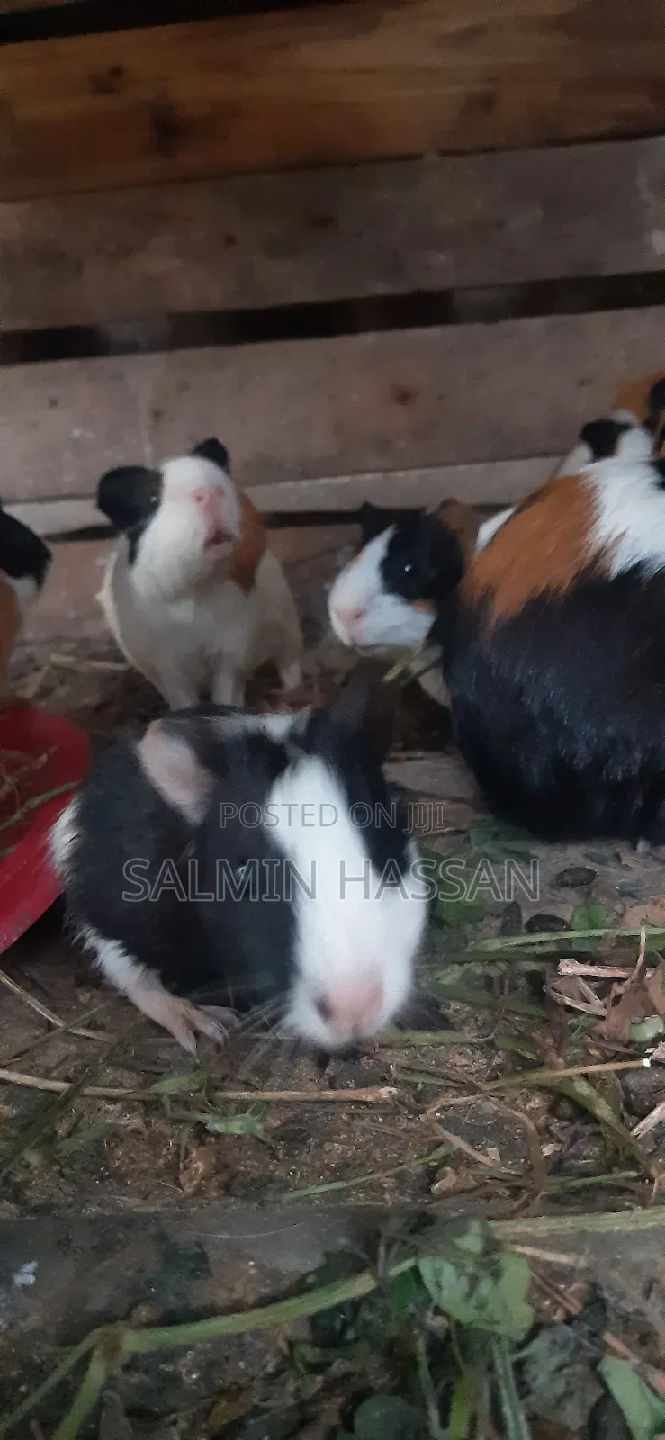 Hamsters Pure Breed Pair