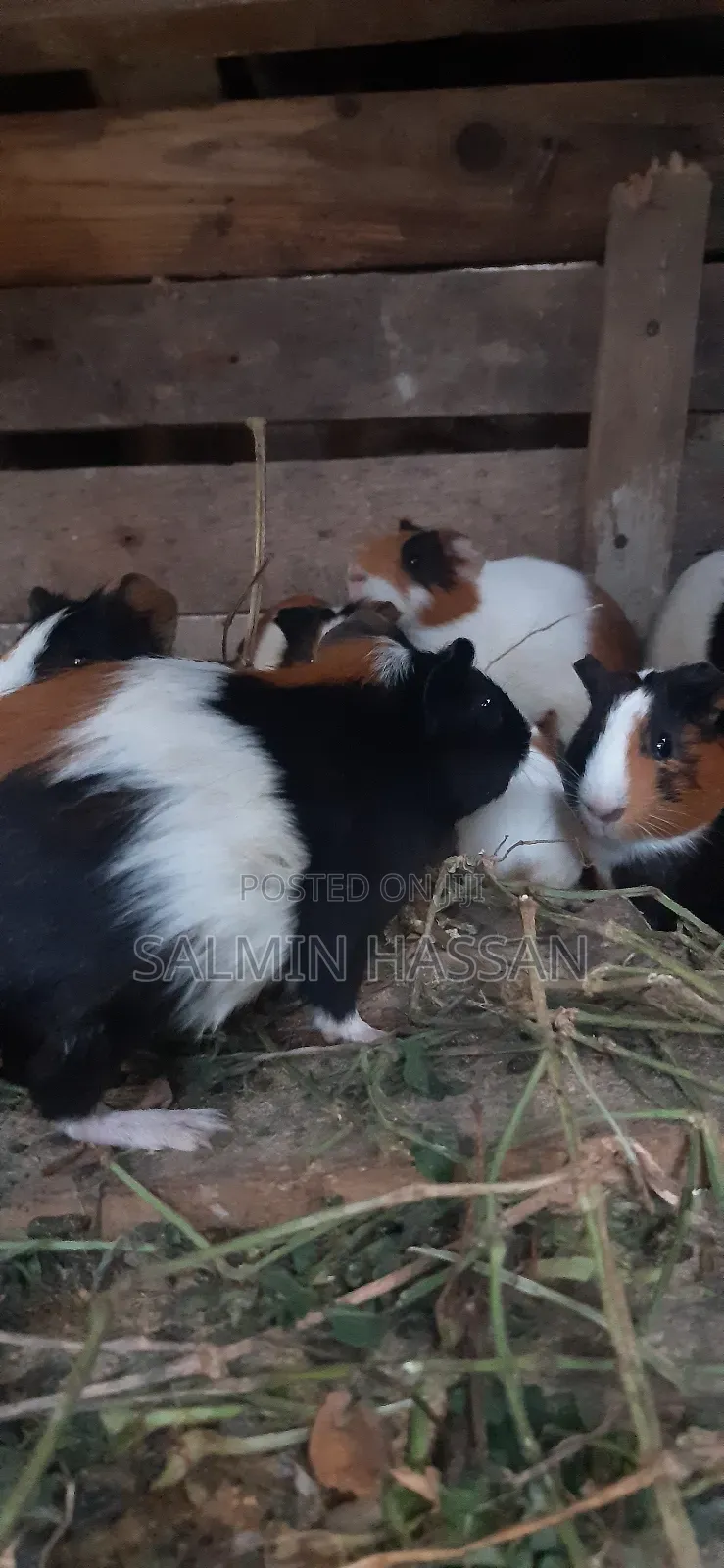Hamsters Pure Breed Pair