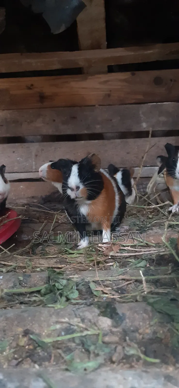 Hamsters Pure Breed Pair