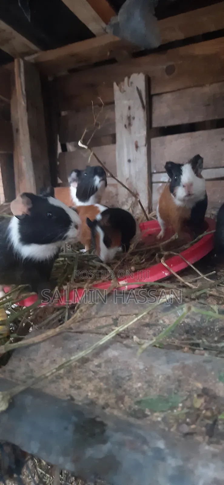 Hamsters Pure Breed Pair