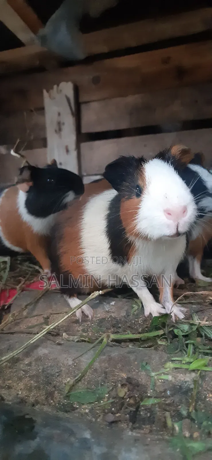 Hamsters Pure Breed Pair