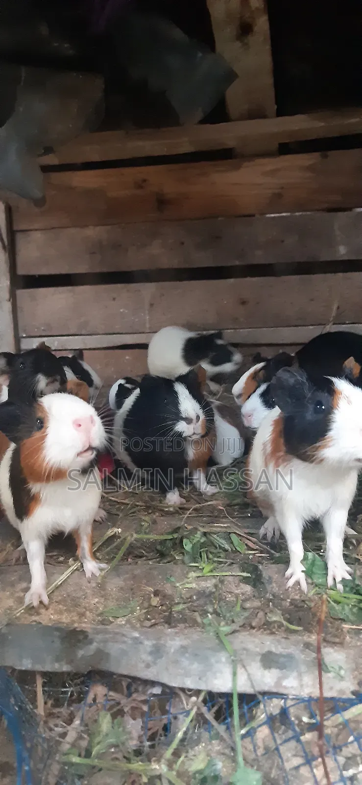 Hamsters Pure Breed Pair