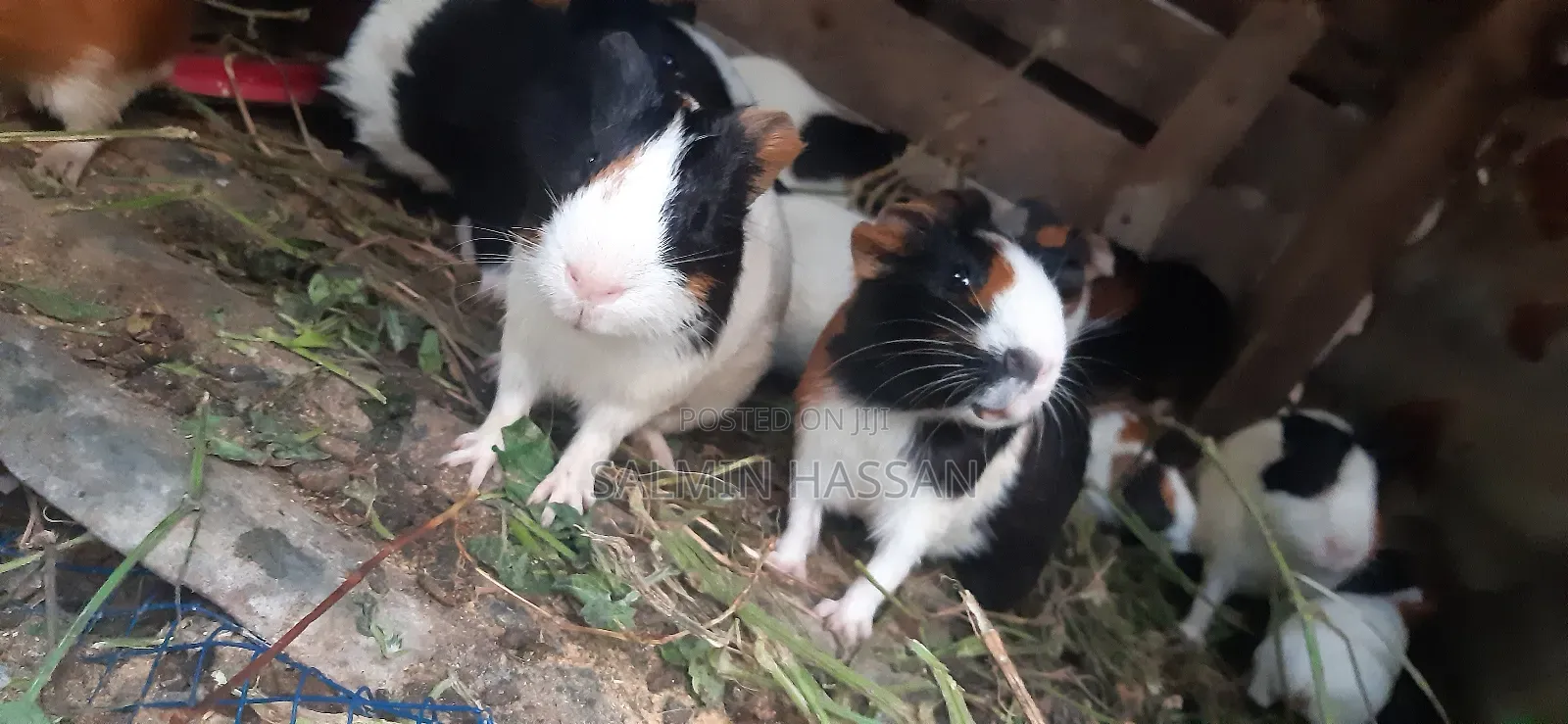 Hamsters Pure Breed Pair