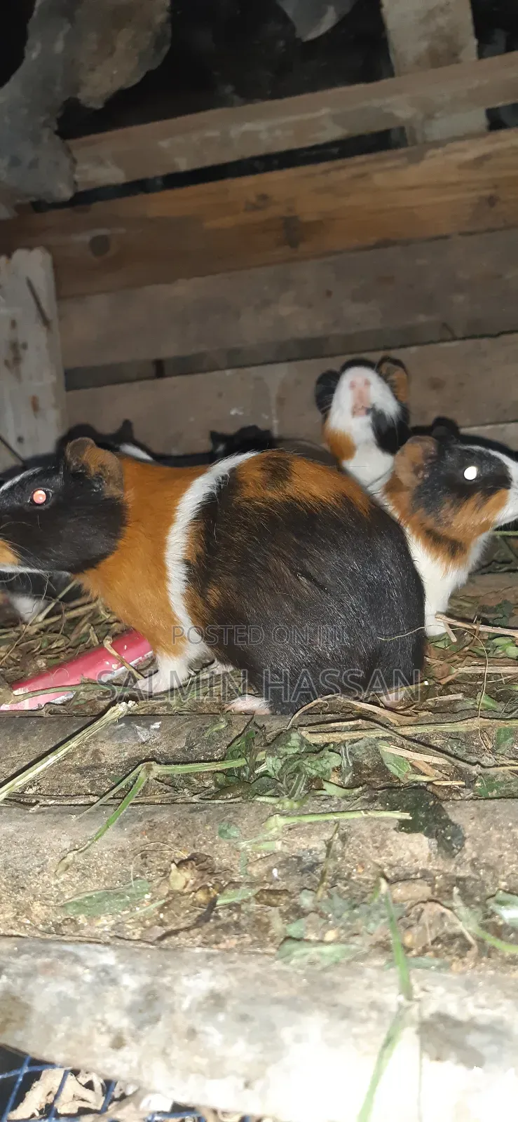 Hamsters Pure Breed Pair