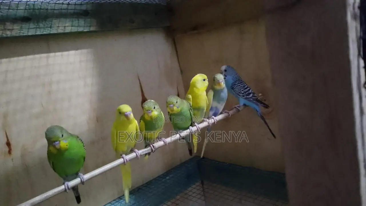 Budgies for Sale in Kenya