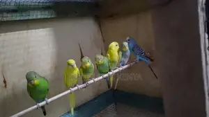 Budgies for Sale in Kenya