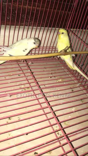 Budgies for Sale in Kenya