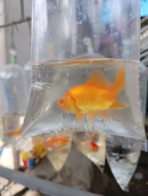 Goldfish - All Colours