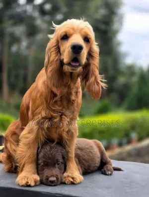 3-6 months Female Purebred English Cocker Spaniel