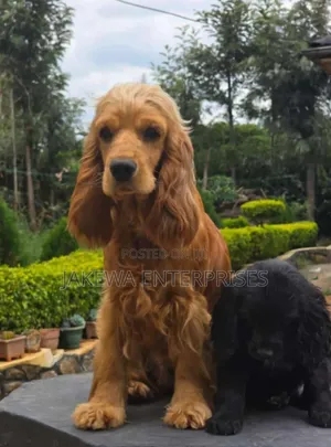3-6 months Female Purebred English Cocker Spaniel