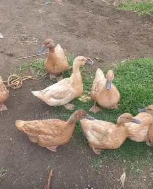 Khaki Campbell Ducklings Mature Available