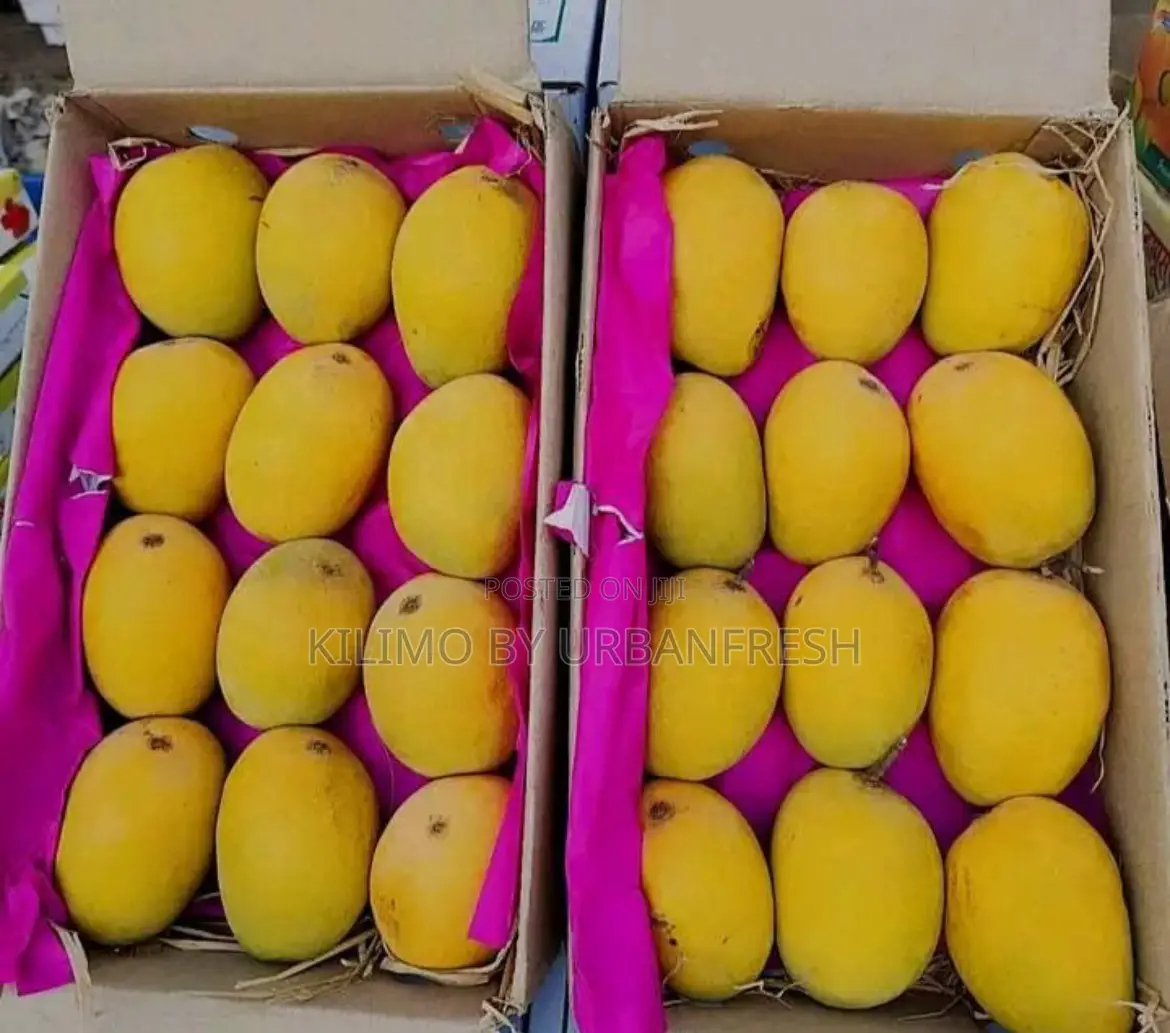 Alphonso Mango Seedlings Available