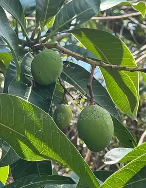 Alphonso Mango Seedlings Available