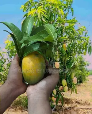 Alphonso Mango Seedlings Available