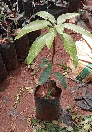 Alphonso Mango Seedlings Available