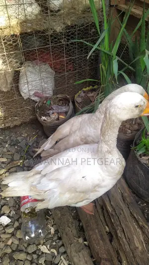 Medium Size Goslings Available for Sale Male and Female
