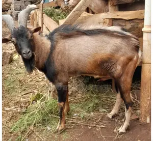 German Alpine Dairy Goats Available.