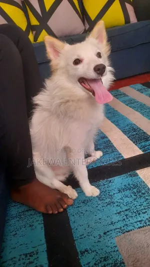 3-6 months Male Purebred Japanese Spitz