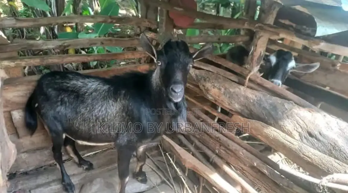 British Alpine Dairy Goats Available