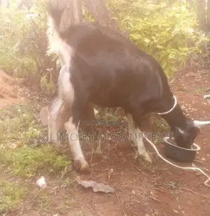 British Alpine Dairy Goats Available