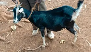 British Alpine Dairy Goats Available