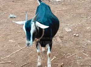 British Alpine Dairy Goats Available