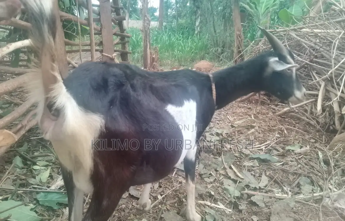 British Alpine Dairy Goats Available