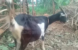 British Alpine Dairy Goats Available