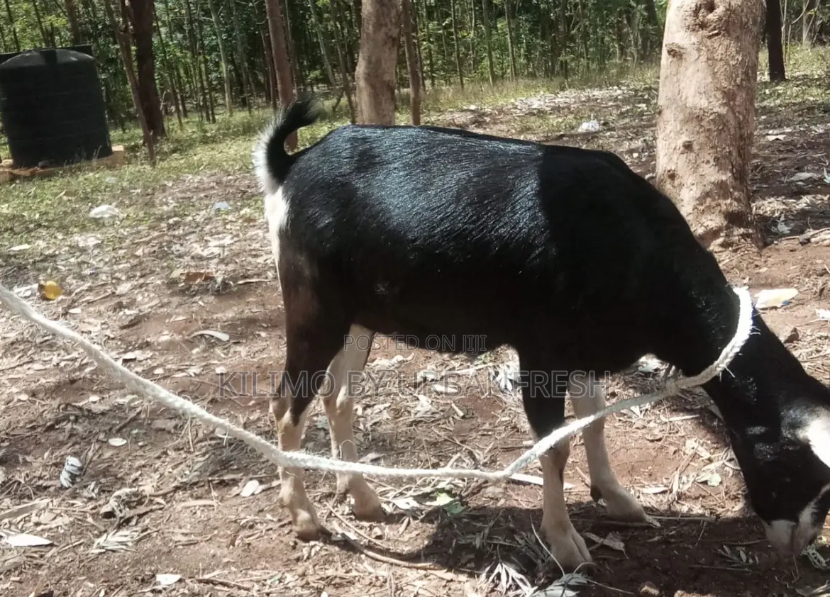British Alpine Dairy Goats Available