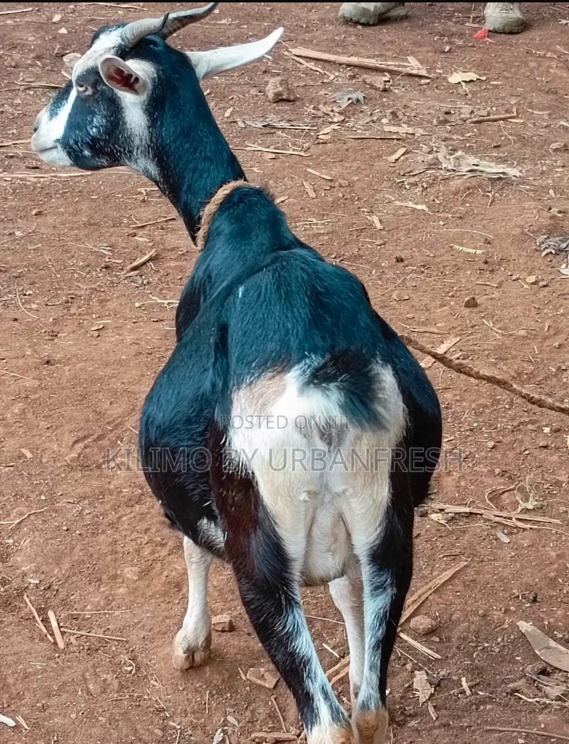 British Alpine Dairy Goats Available