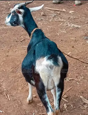 British Alpine Dairy Goats Available