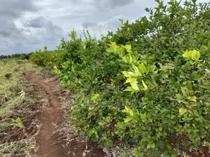 Tswaka Farm on Sale