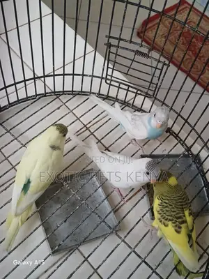 Light Colour Budgies