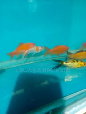 Goldfish 3inches